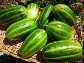 OLASZ ZÖLDSÉG VÁLOGATÁS 9 fajta - Akciós paradicsommagok az Egzotikus Növények Stúdiója kínálatából